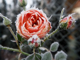 rose im winter