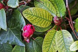 eisenmangel rhododendron