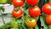 Die drei häufigsten Tomatenkrankheiten